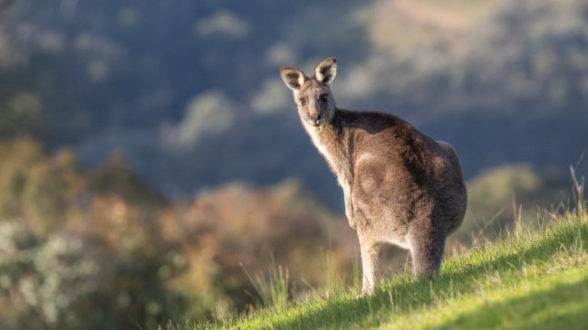 Canguro mató a hombre que lo tenía como mascota e impidió que paramédicos lo atendieran