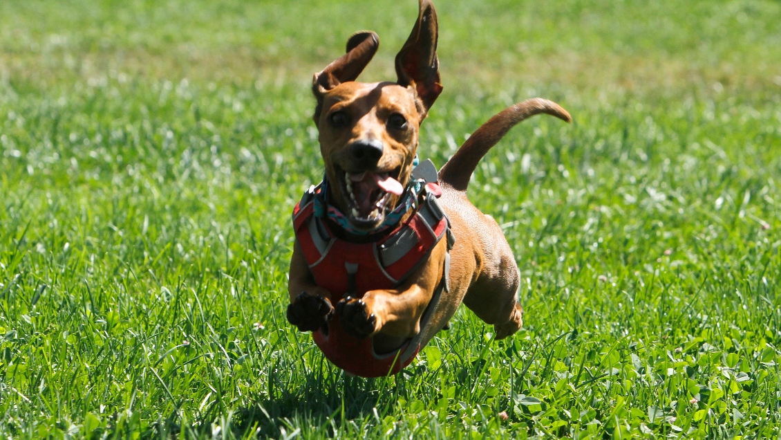 Inscripciones de perros y gatos en el Registro Nacional de Mascotas superaron los dos millones