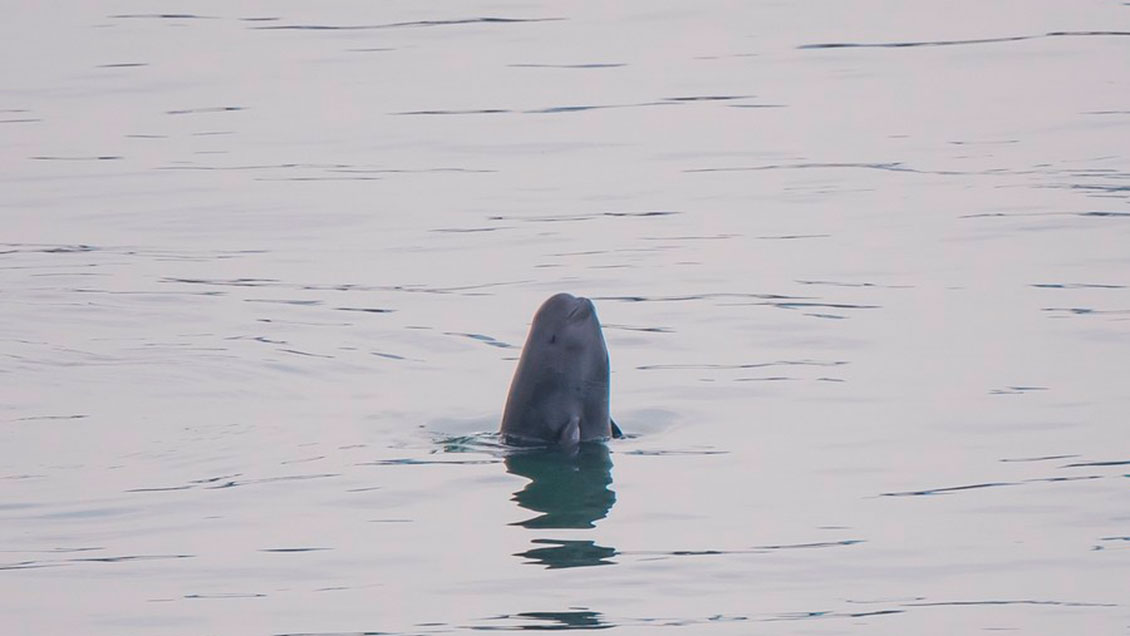 China realiza expedición científica para proteger marsopa sin aletas del río Yangtse