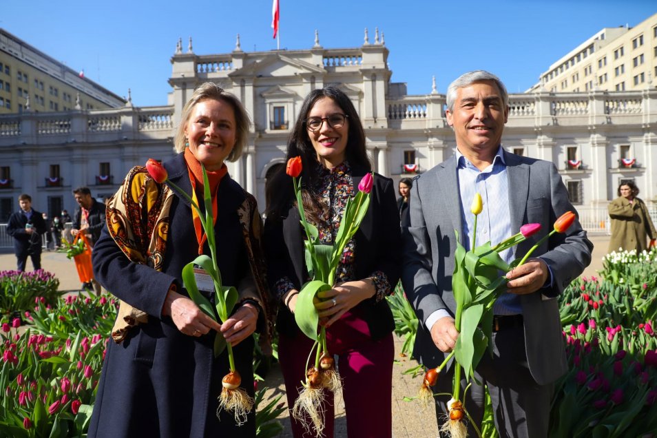 Fotos] Frente a La Moneda, Países Bajos celebró en Chile su Día Nacional  del Tulipán - Cooperativa.cl