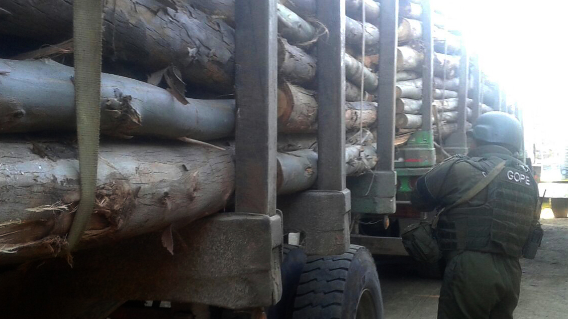 Carabineros reforzó combate al robo de madera en Arauco con tres equipos móviles especializados