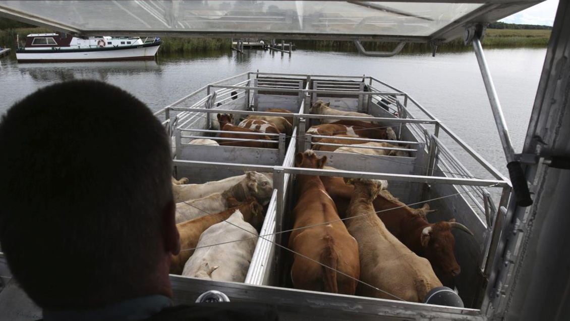 Nueva Zelanda prohíbe exportar animales vivos por mar desde abril de 2023