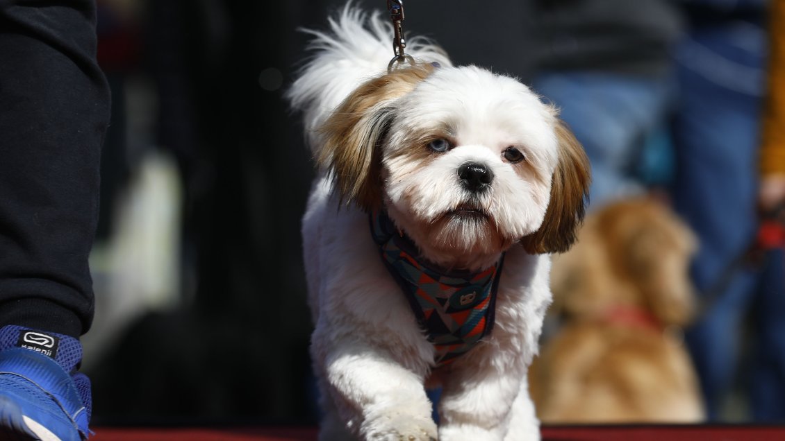 Los perros son capaces de oler el estrés de las personas