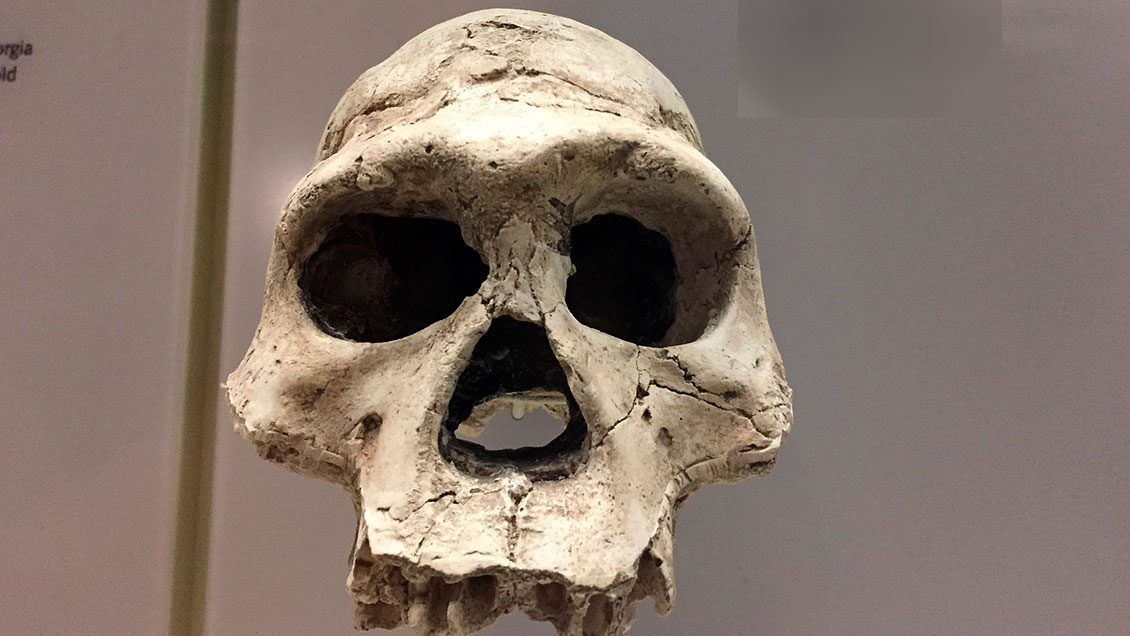 Encuentran en China un fósil de cráneo de Homo erectus de hace un millón de años