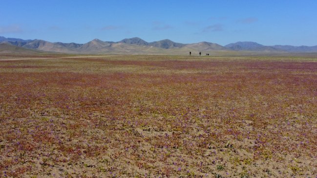 Los detalles del proyecto de Parque Nacional Desierto Florido