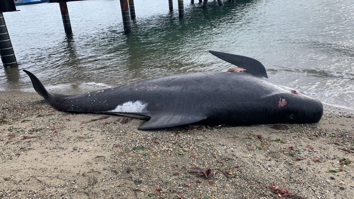 Ballena varó muerta en el sector del Muelle Mardones en Punta Arenas
