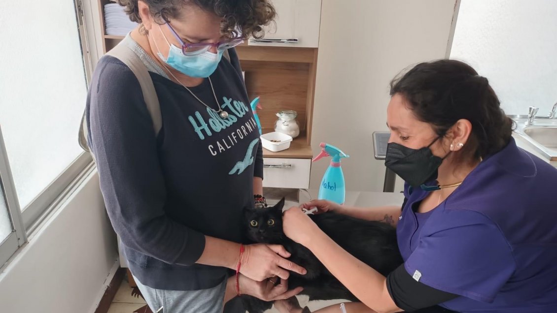 Dos mil microchips para mascotas serán implantados de forma gratuita en Arica