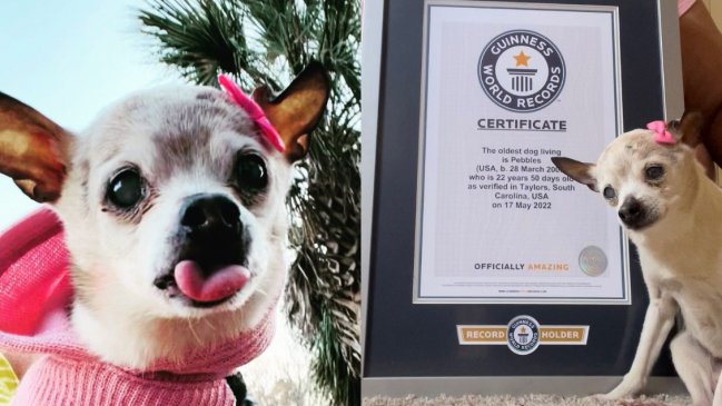 Murió Pebbles, la perrita más longeva del mundo según los récord Guinness