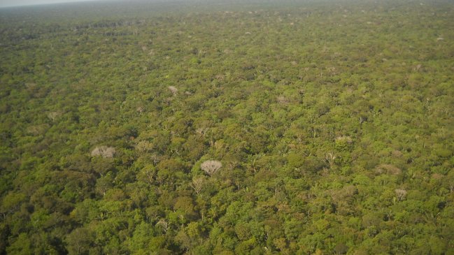 Deforestación en la Amazonía brasileña alcanzó nuevo récord en septiembre