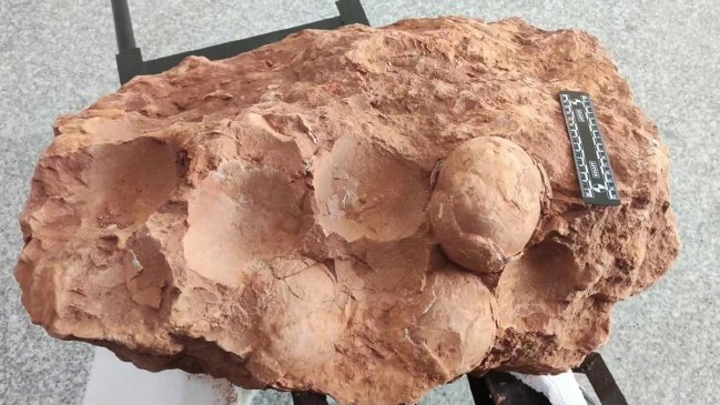 Descubren huevos de dinosaurio de 80 millones de años en el centro de China
