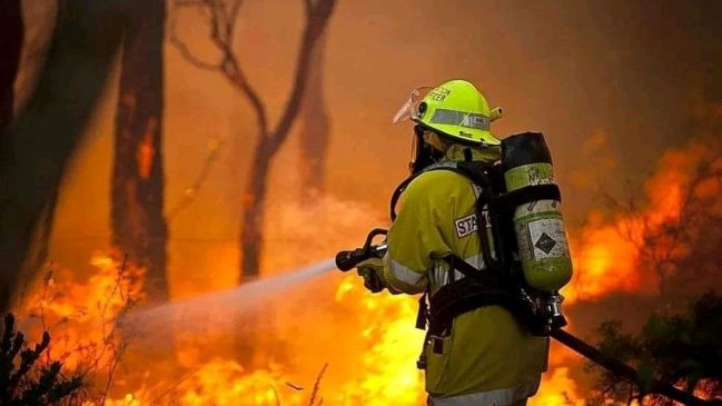Incendio forestal afecta a Isla Santa María en Coronel: Trampa para conejo presuntamente provocó el fuego