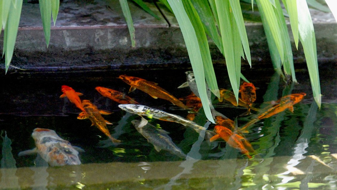Curicó: Municipio adquirió 33 peces para pileta de plaza tras masivo robo
