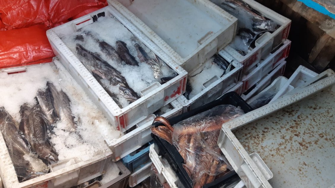Incautan más de 1.800 kilos de pescado en Aysén
