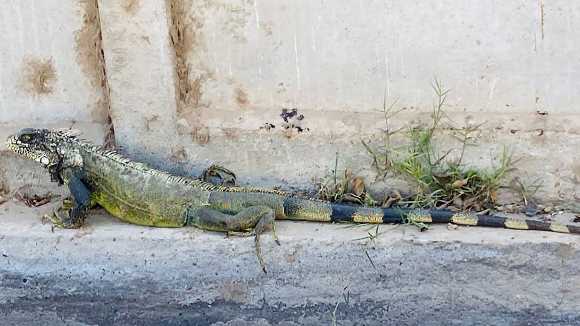 SAG rescató a iguana que se paseó por población de Arica