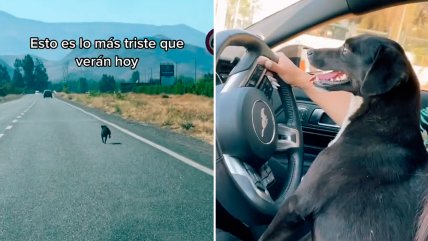 Mujer registró cómo abandonaron a perrito en Colina