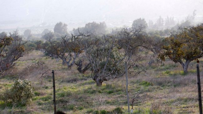 FAO: Latinoamérica necesita fortalecer la acción climática en la agricultura