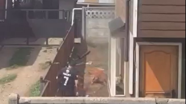 Bestial caso de maltrato animal: Hombre golpeó con una pala a su perrita recién parida