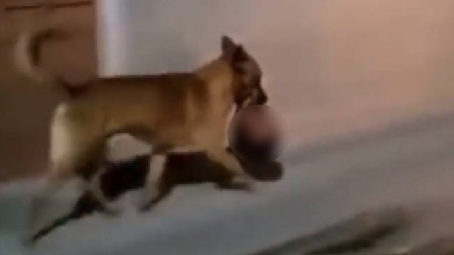Terror en México: Graban a perro llevando una cabeza humana en el hocico