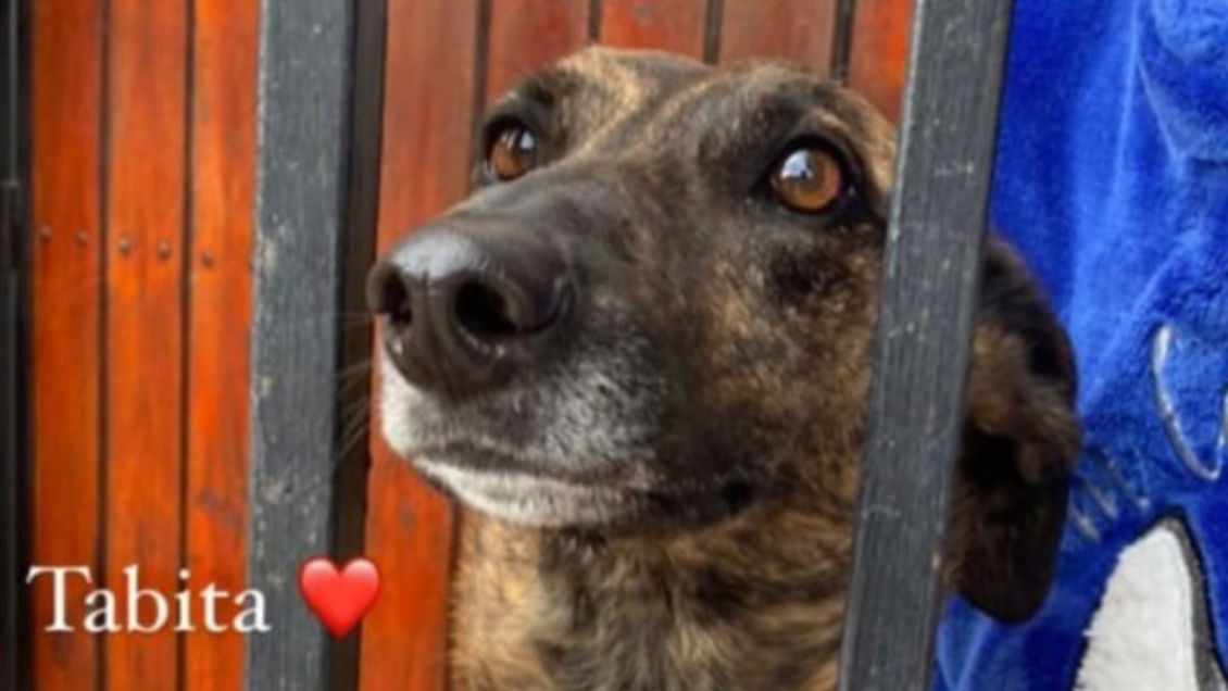 Adulta mayor desahuciada pide que alguien adopte a su perrita: 