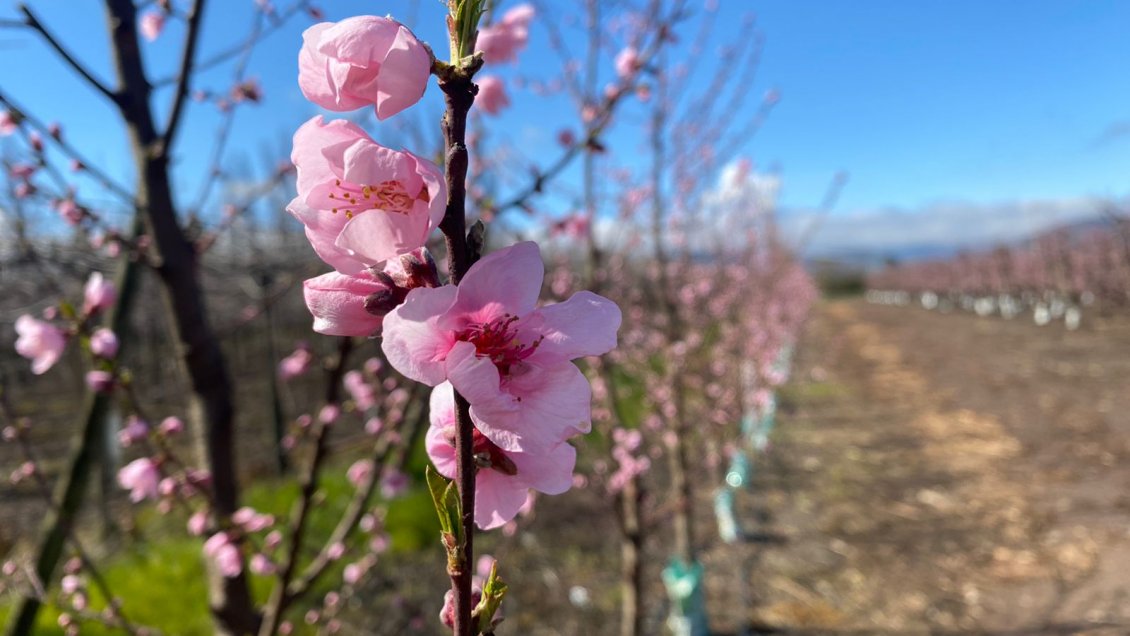 Asignan recursos para desarrollo de investigación agrícola en O'Higgins