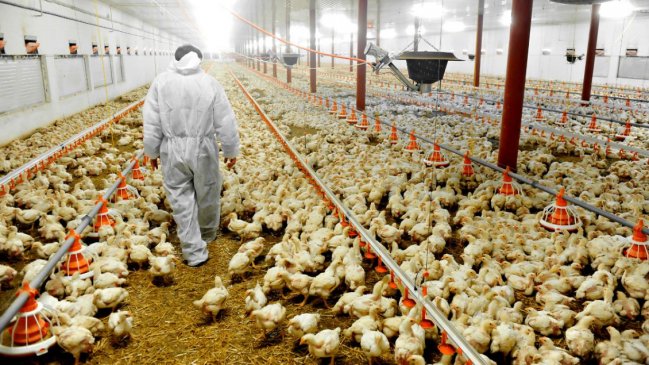  Ordenan sacrificar a un millón de pollos en Japón por gripe aviar  