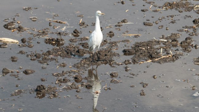 ¿Qué son las COP? Siete claves para entender la 27 cumbre del clima de la ONU