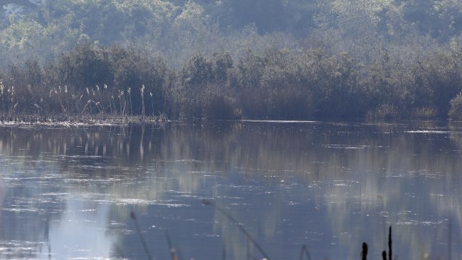 Tribunal Ambiental rechazó reclamación de EFE que buscaba redefinir área de humedal en Villa Alemana