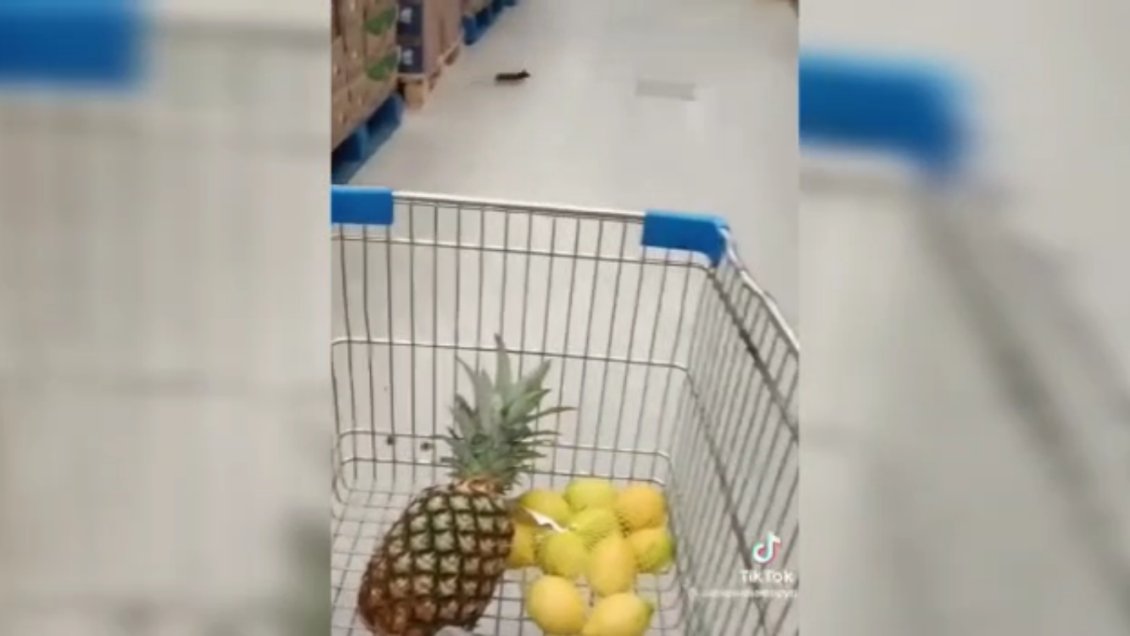 Salud inicia sumario contra supermercado de Antofagasta por deficiencias en control de plagas