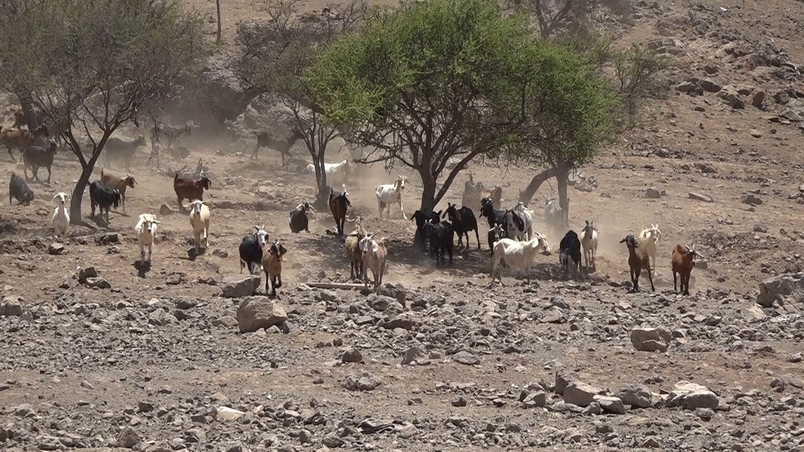 Preocupación entre crianceros de Monte Patria por cierre de valle argentino para pastoreo