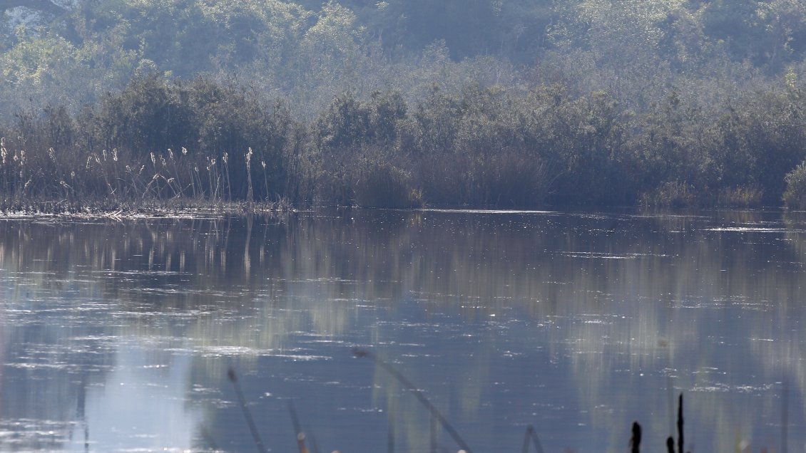 Tribunal Ambiental deshizo declaración del humedal urbano Los Juanes, en Quintero