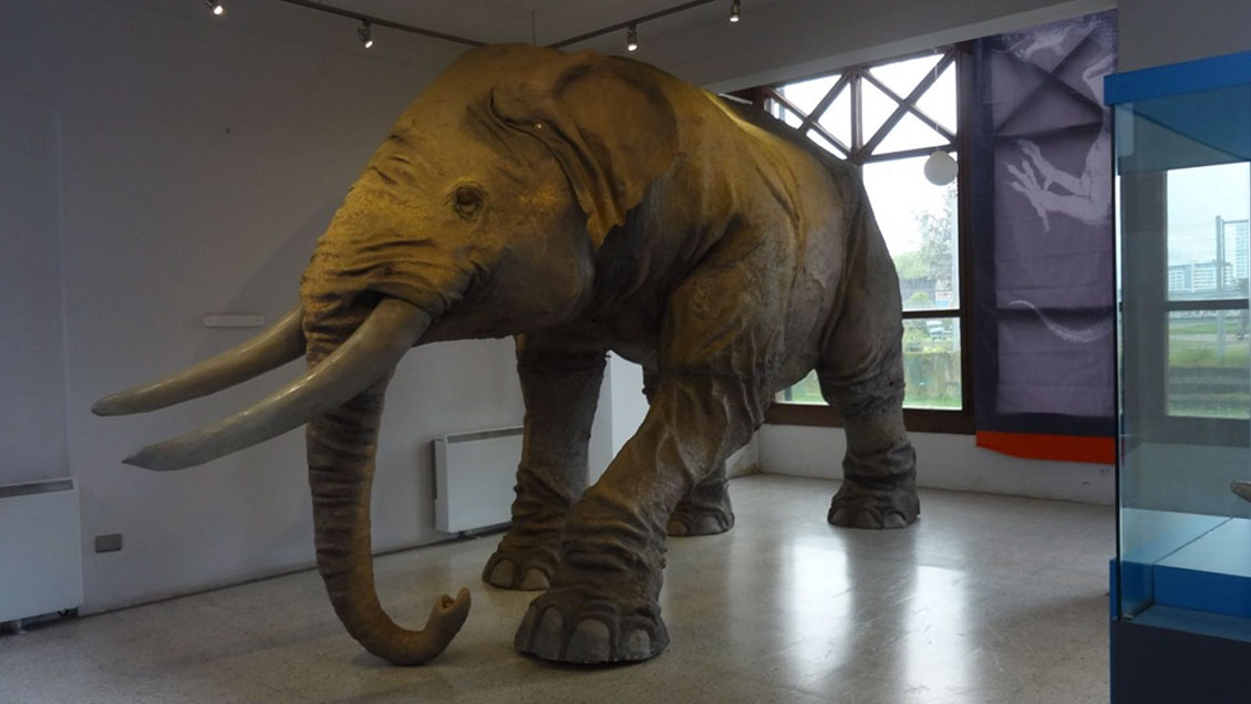 Hallan restos de elefantes de más de 12.000 años de antigüedad en Chile