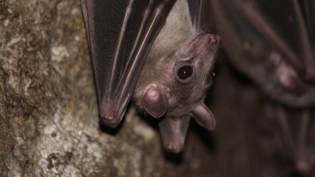 Confirman presencia de virus de la rabia en murciélago encontrado en San Fernando