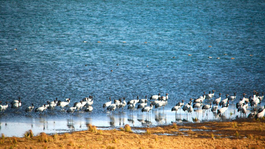 Reserva de grulla rara en sur de China registra número récord de ejemplares en invierno