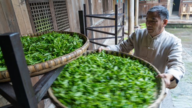 Provincia china de Yunnan aprueba reglamento para proteger árboles de té centenarios