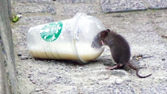 Nueva York busca un jefe antirratas 