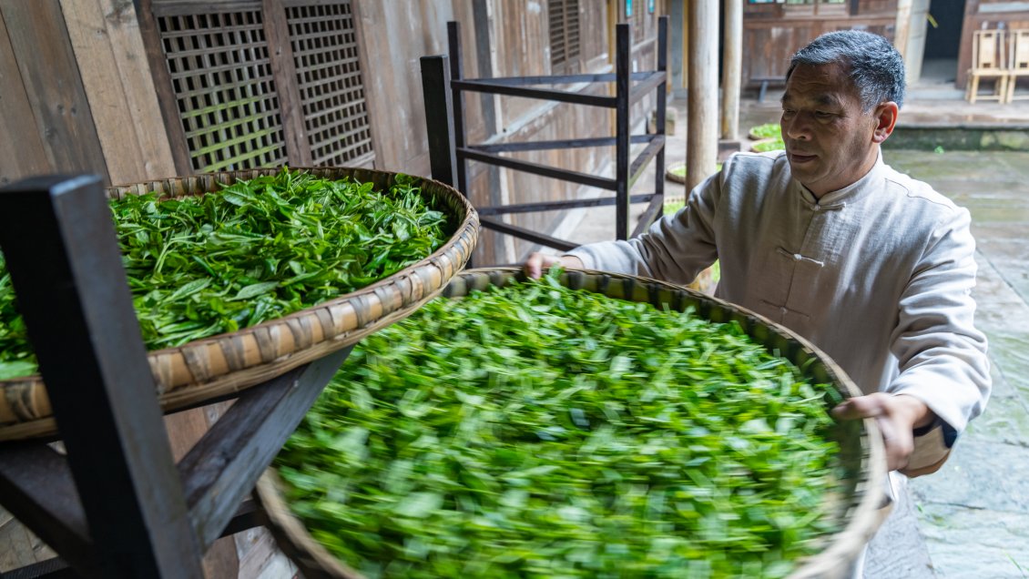 Provincia china de Yunnan aprueba reglamento para proteger árboles de té centenarios