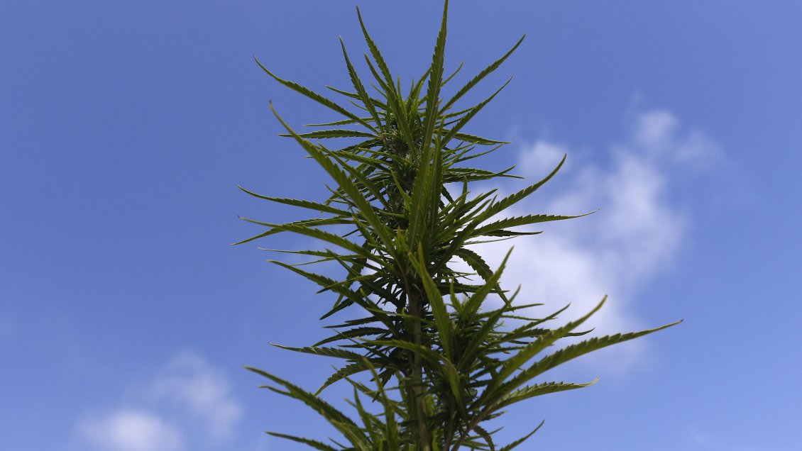 La primera cosecha de marihuana de Nueva York ya está lista para ser vendida