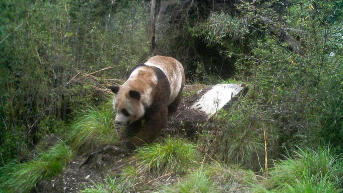 Pandas gigantes silvestres, una madre y su cachorro, fueron avistados por una cámara en reserva china