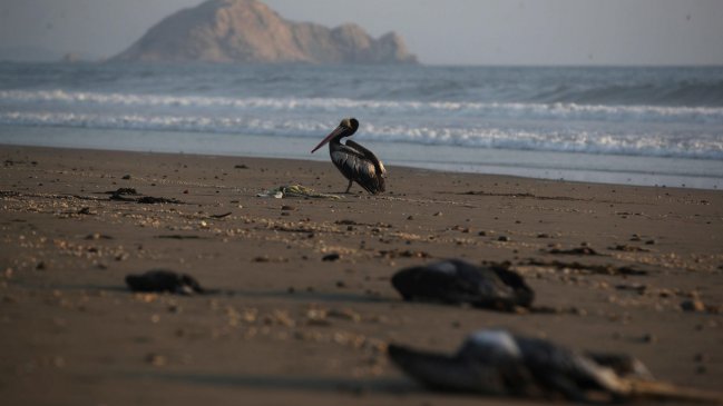 Gobierno confirma primer caso de influenza aviar: Se detectó en un ave silvestre en Arica
