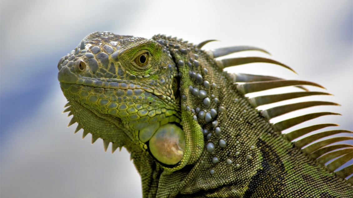 Iguana causó apagón en Florida al meterse en una estación eléctrica