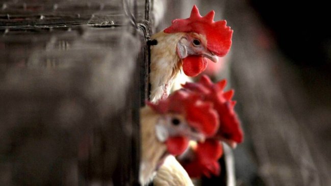  Ecuador sacrifica más de 180.000 aves para frenar brote de gripe aviar  