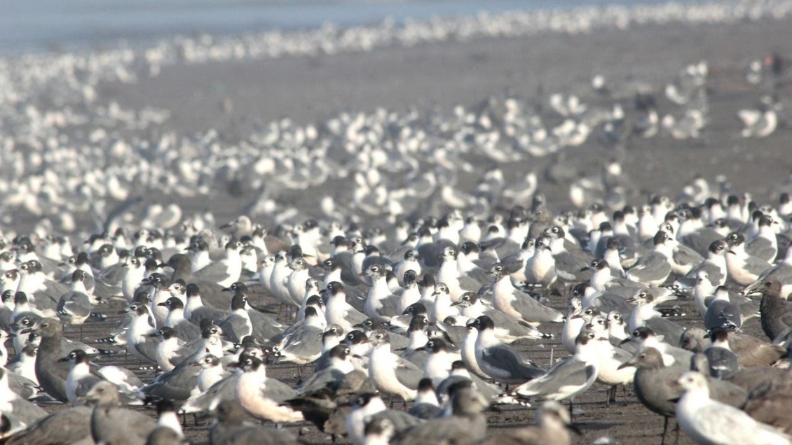 Colegio Medico Veterinario recomendó evitar contacto con animales sospechosos de influenza aviar
