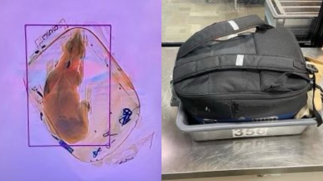 Quiso viajar con su perro en su mochila pero fue descubierto en el aeropuerto