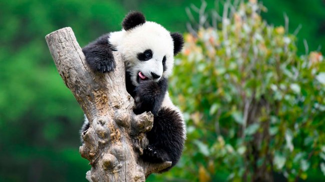 Instalan cámaras inteligentes en parque nacional para capturar imágenes en tiempo real de pandas gigantes