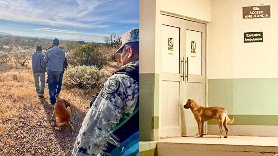 Perrito ayudó a salvar a su dueño de 84 años que llevaba una semana desaparecido