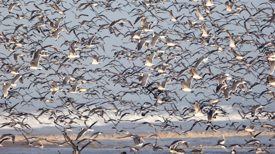 Autoridades conformaron mesa técnica por gripe aviar en el Norte Grande