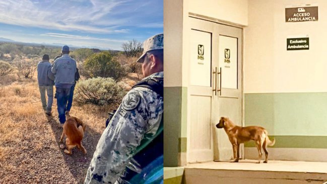 Perrito ayudó a salvar a su dueño de 84 años que llevaba una semana desaparecido
