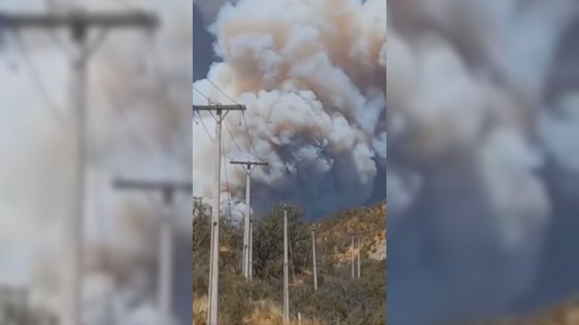 Alerta Roja en Curacaví por incendio forestal fuera de control