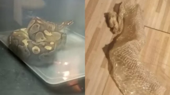 Terror en edificio de Macul: Encontraron una pitón en el interior de un departamento