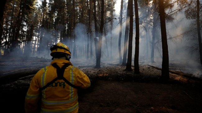 Biobío: Florida fue declarada en alerta roja por incendio forestal